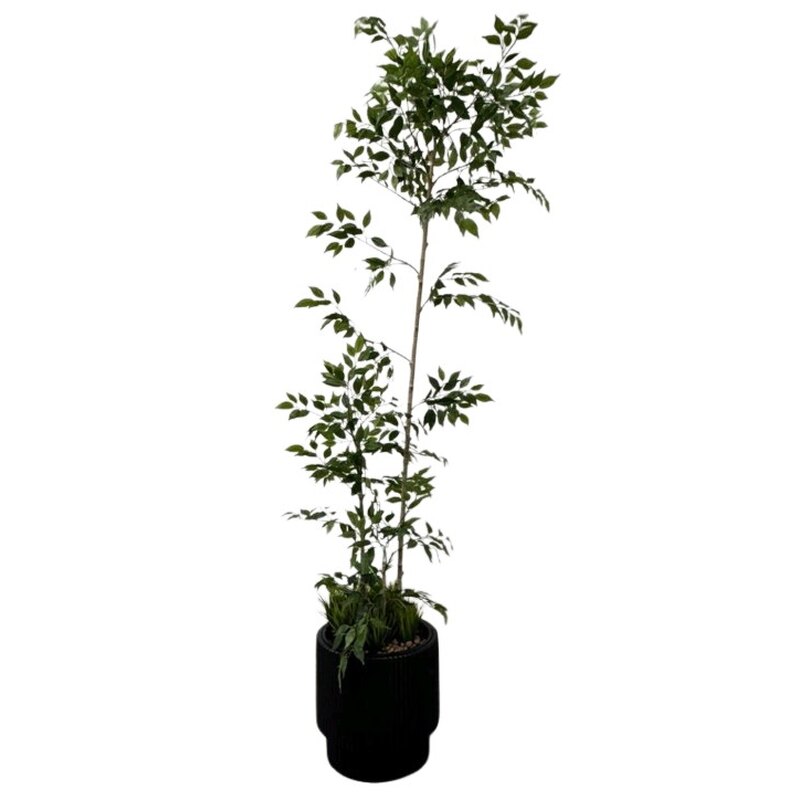 Oliivipuu potis H230cm