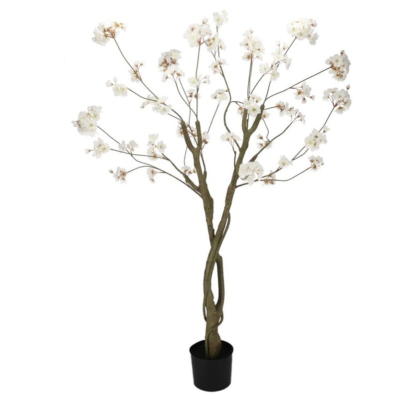 Kirsipuu valge potis H180cm