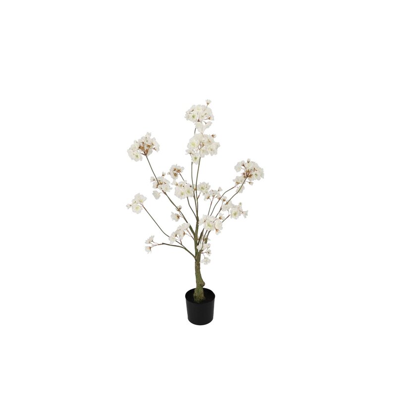 Kirsipuu valge potis H90cm