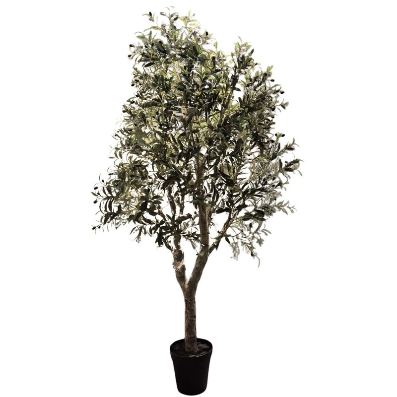 Oliivipuu potis H240cm