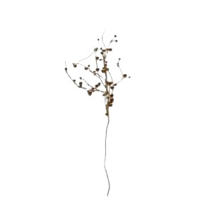 Kuldne oks 50cm